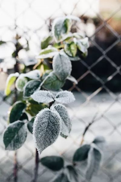 冬日暖心故事，雪花紛飛中的最新篇章