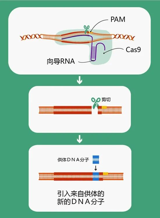 最新基因技術入門指南