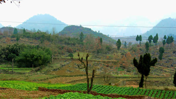 務(wù)川縣最新動態(tài)，小鎮(zhèn)日常溫情概覽