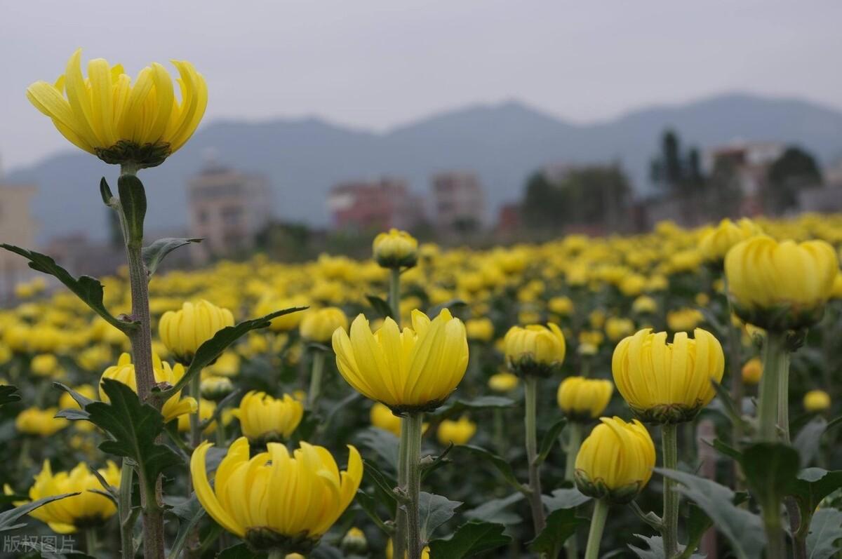 鮮白芨價格行情解析及趨勢預測