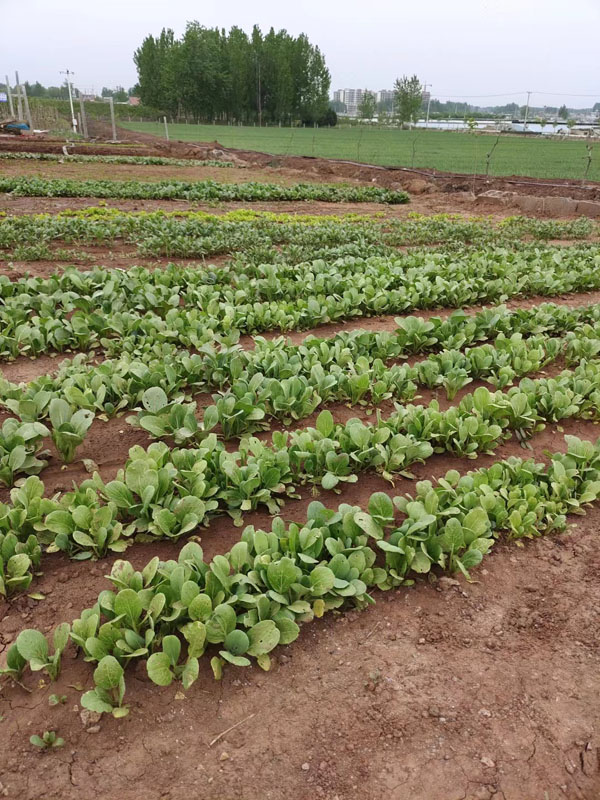 最新生態(tài)菜園展示，綠色生態(tài)菜園的魅力風(fēng)采