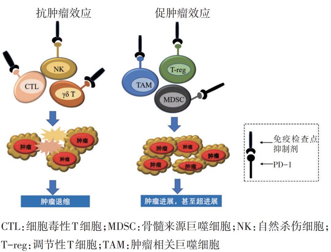 免疫治療領域最新重大突破揭秘！??