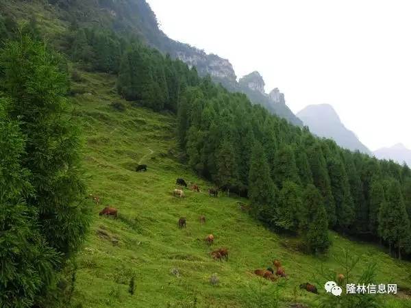 武隆白馬山旅游發(fā)展與環(huán)境保護探討，最新消息速遞